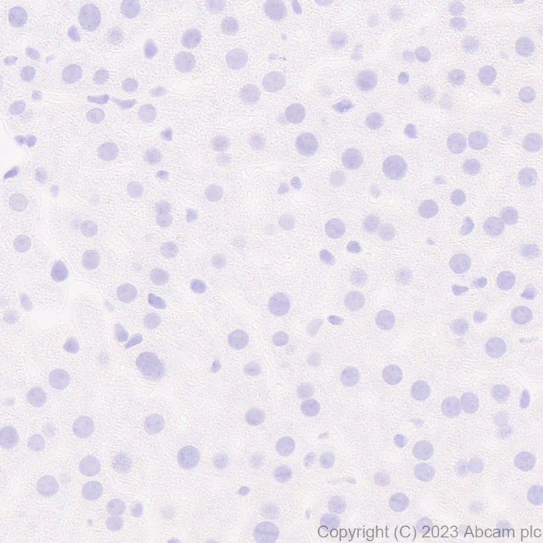 Immunohistochemistry (Formalin/PFA-fixed paraffin-embedded sections) - Anti-KCNA antibody [EPR26383-85] - BSA and Azide free (AB313625)