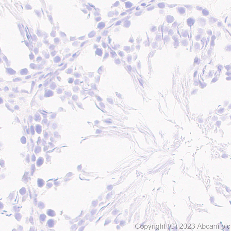 Immunohistochemistry (Formalin/PFA-fixed paraffin-embedded sections) - Anti-KCNA antibody [EPR26383-85] - BSA and Azide free (AB313625)