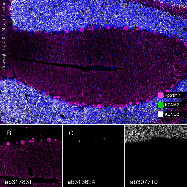 Multiplex immunohistochemistry - Anti-KCNA antibody [EPR26383-85] - BSA and Azide free (AB313625)