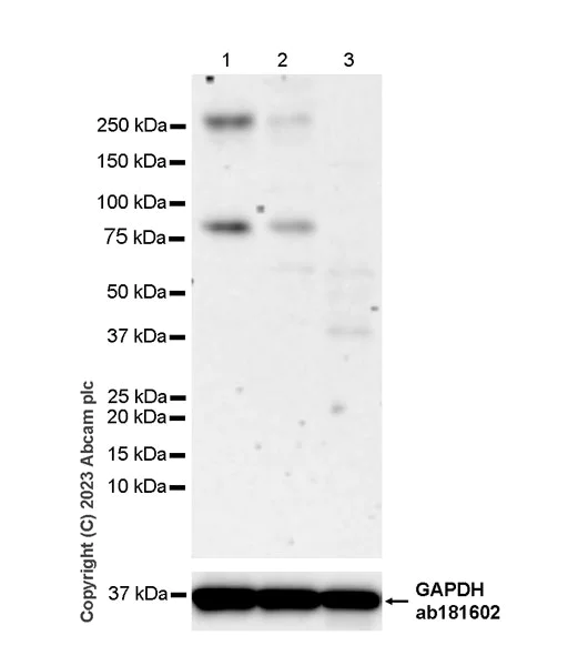 Western blot - Anti-KCNA antibody [EPR26383-85] - BSA and Azide free (AB313625)