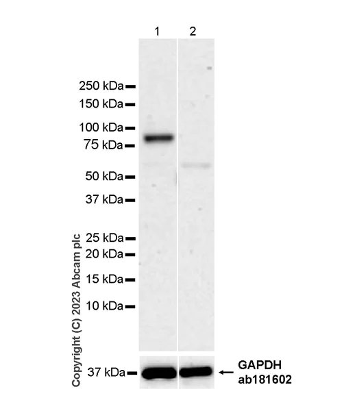 Western blot - Anti-KCNA antibody [EPR26383-85] - BSA and Azide free (AB313625)