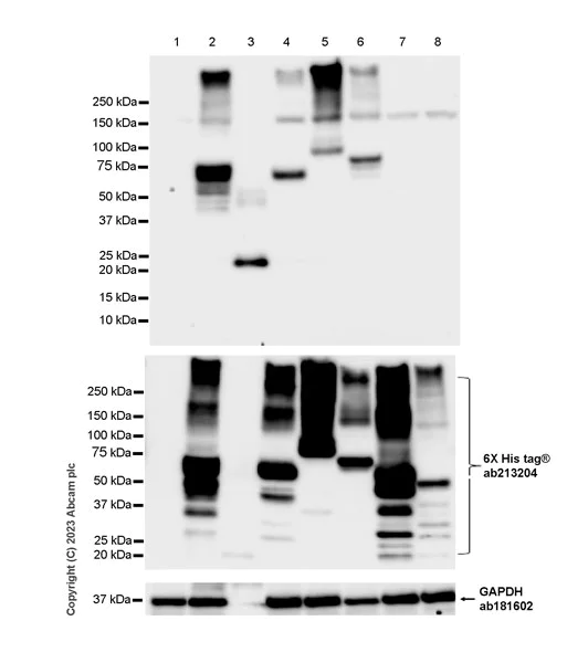 Western blot - Anti-KCNA antibody [EPR26383-85] - BSA and Azide free (AB313625)