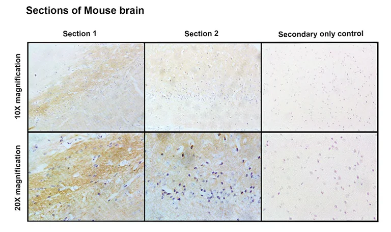 Immunohistochemistry (Formalin/PFA-fixed paraffin-embedded sections) - Anti-KCNA2 antibody [C25] (AB326350)
