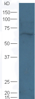 Western blot - Anti-KCNA3 antibody (AB216696)