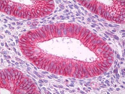 Immunohistochemistry (Formalin/PFA-fixed paraffin-embedded sections) - Anti-KCNA5/KV1-5 antibody (AB181798)