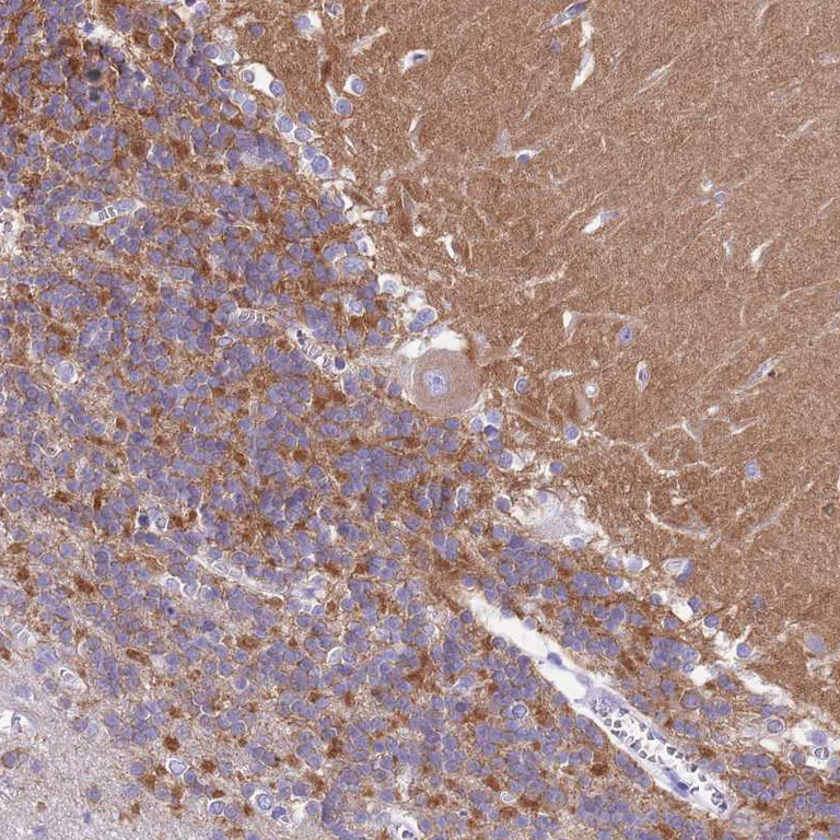 Immunohistochemistry (Formalin/PFA-fixed paraffin-embedded sections) - Anti-KCNC1 antibody (AB254906)