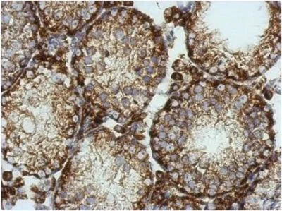 Immunohistochemistry (Formalin/PFA-fixed paraffin-embedded sections) - Anti-KCNG4 antibody (AB155772)