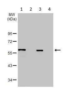 Western blot - Anti-KCNG4 antibody (AB155772)