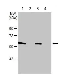 Western blot - Anti-KCNG4 antibody (AB155772)