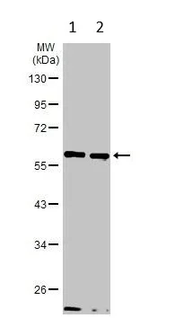 Western blot - Anti-KCNG4 antibody (AB155772)