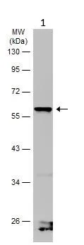 Western blot - Anti-KCNG4 antibody (AB155772)