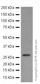Western blot - Anti-KCNIP4 antibody [EPR18314] (ab203831), expandable thumbnail