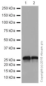 Western blot - Anti-KCNIP4 antibody [EPR18314] - BSA and Azide free (AB251403)