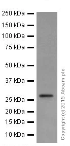 Western blot - Anti-KCNIP4 antibody [EPR18314] - BSA and Azide free (AB251403)