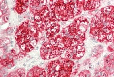 Immunohistochemistry (Formalin/PFA-fixed paraffin-embedded sections) - Anti-KCNJ5 antibody [8D2] (AB219074)