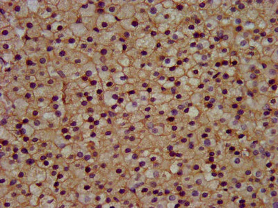 Immunohistochemistry (Formalin/PFA-fixed paraffin-embedded sections) - Anti-KCNJ5 antibody (AB236756)