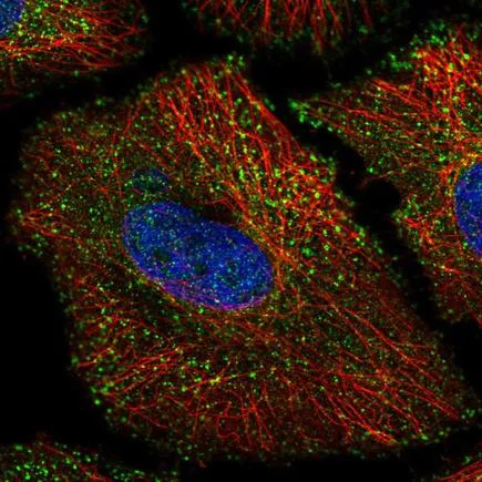 Immunocytochemistry/ Immunofluorescence - Anti-KCNK1/TWIK1 antibody (AB224381)