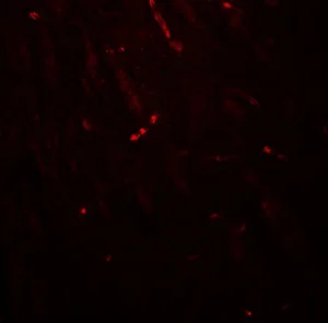 Immunocytochemistry/ Immunofluorescence - Anti-KCNK1/TWIK1 antibody - C-terminal (AB211299)