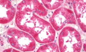 Immunohistochemistry (Formalin/PFA-fixed paraffin-embedded sections) - Anti-KCNK1/TWIK1 antibody - C-terminal (AB211299)