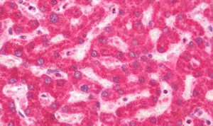 Immunohistochemistry (Formalin/PFA-fixed paraffin-embedded sections) - Anti-KCNK1/TWIK1 antibody - C-terminal (AB211299)
