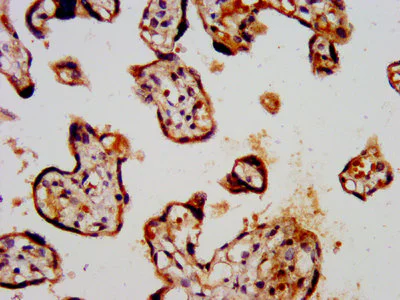 Immunohistochemistry (Formalin/PFA-fixed paraffin-embedded sections) - Anti-KCNK3/TASK1 antibody (AB238588)