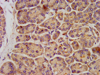 Immunohistochemistry (Formalin/PFA-fixed paraffin-embedded sections) - Anti-KCNK3/TASK1 antibody (AB238588)