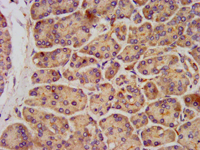Immunohistochemistry (Formalin/PFA-fixed paraffin-embedded sections) - Anti-KCNK3/TASK1 antibody (AB238588)