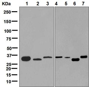 Western blot - Anti-KCNMB3 antibody [EPR9543(B)] (AB137041), expandable thumbnail