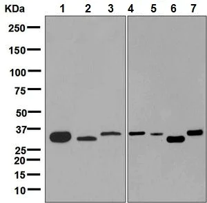 Western blot - Anti-KCNMB3 antibody [EPR9543(B)] - BSA and Azide free (AB248782)