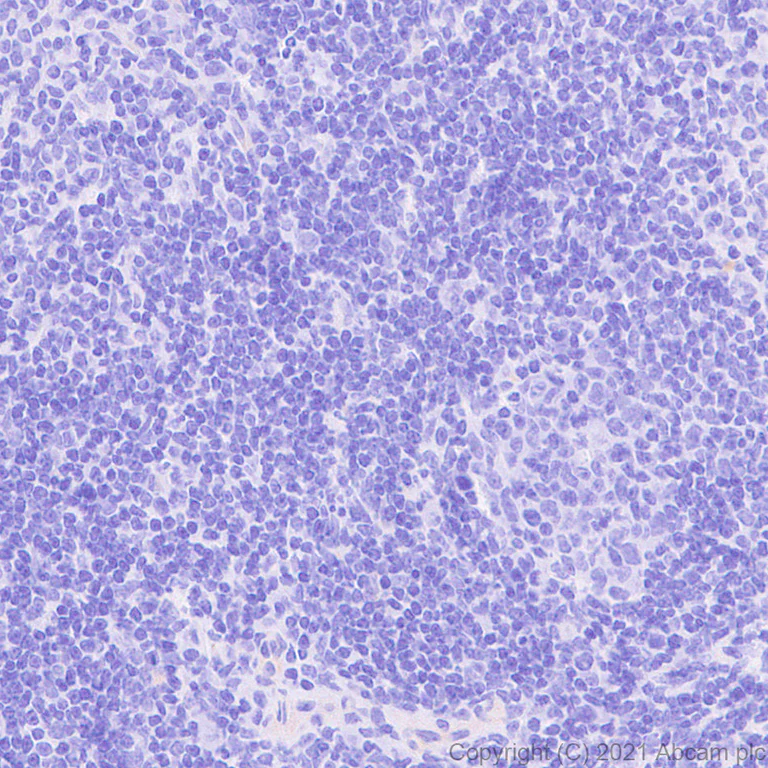 Immunohistochemistry (Formalin/PFA-fixed paraffin-embedded sections) - Anti-KCNN2/SK2 antibody [EPR25233-1] (AB288299)