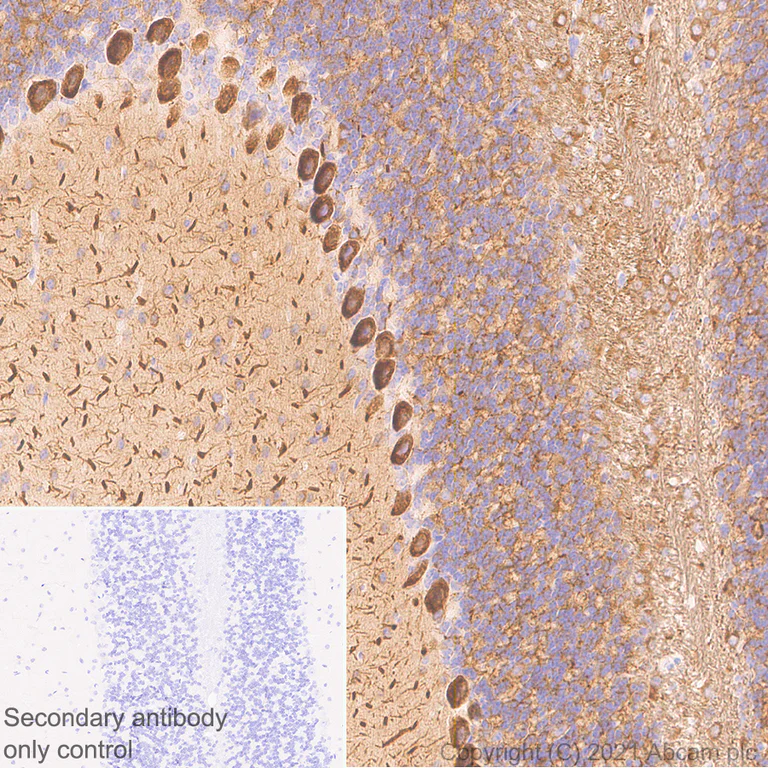 Immunohistochemistry (Formalin/PFA-fixed paraffin-embedded sections) - Anti-KCNN2/SK2 antibody [EPR25233-1] (AB288299)