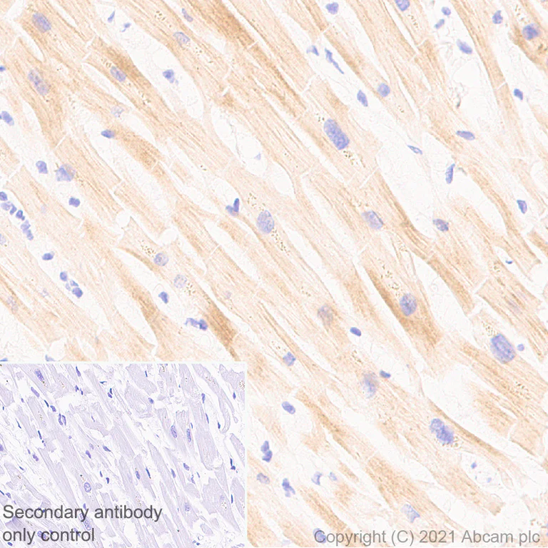 Immunohistochemistry (Formalin/PFA-fixed paraffin-embedded sections) - Anti-KCNN2/SK2 antibody [EPR25233-1] (AB288299)