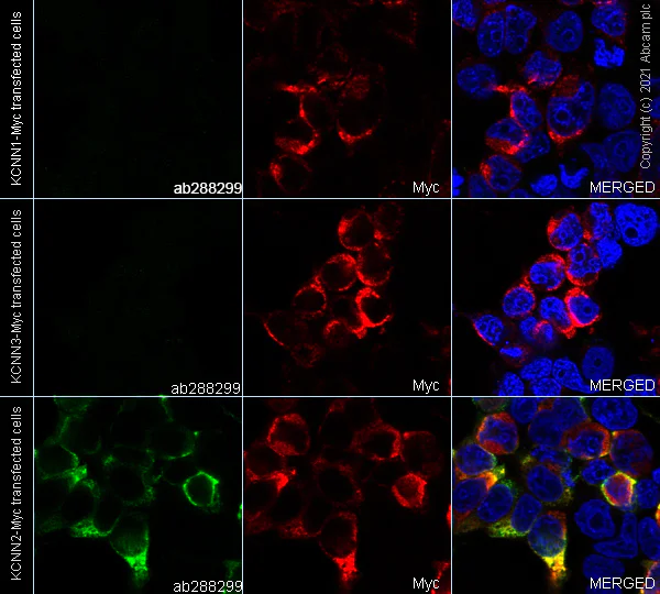 Immunocytochemistry/ Immunofluorescence - Anti-KCNN2/SK2 antibody [EPR25233-1] - BSA and Azide free (AB288309)