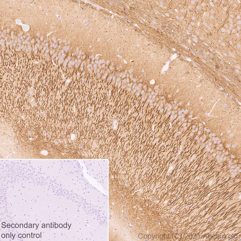 Immunohistochemistry (Formalin/PFA-fixed paraffin-embedded sections) - Anti-KCNN2/SK2 antibody [EPR25233-1] - BSA and Azide free (AB288309)