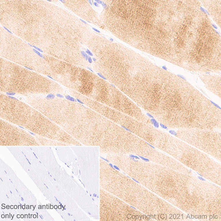 Immunohistochemistry (Formalin/PFA-fixed paraffin-embedded sections) - Anti-KCNN2/SK2 antibody [EPR25233-1] - BSA and Azide free (AB288309)
