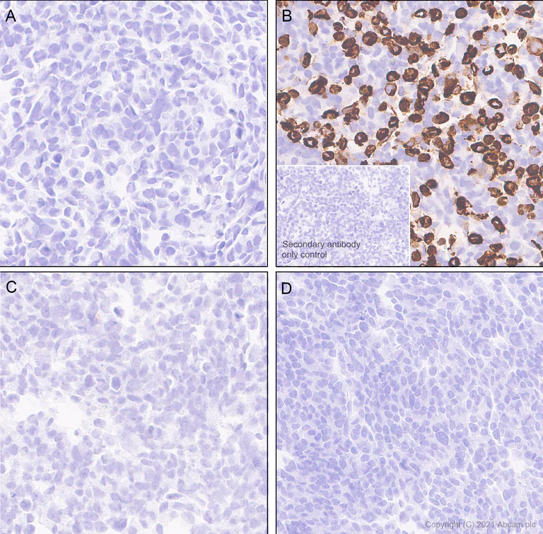 Immunohistochemistry (Formalin/PFA-fixed paraffin-embedded sections) - Anti-KCNN2/SK2 antibody [EPR25233-1] - BSA and Azide free (AB288309)