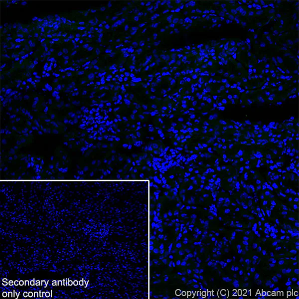 Immunohistochemistry (Frozen sections) - Anti-KCNN2/SK2 antibody [EPR25233-1] - BSA and Azide free (AB288309)