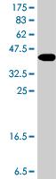 Western blot - Anti-KCNN3/SK3 antibody (AB194347), expandable thumbnail
