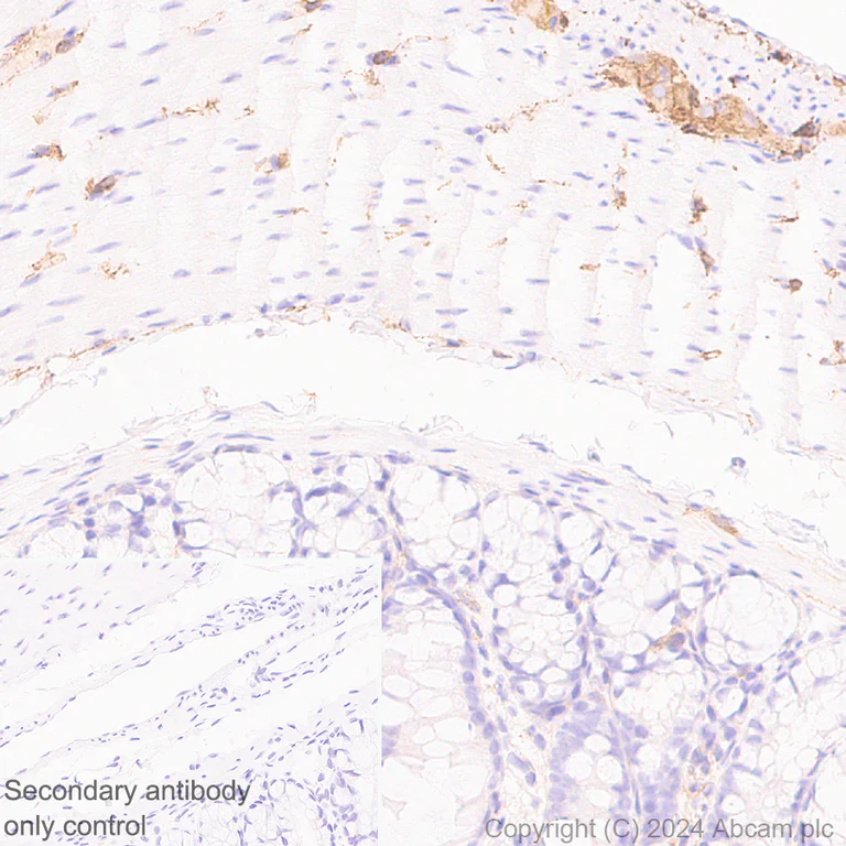 Immunohistochemistry (Formalin/PFA-fixed paraffin-embedded sections) - Anti-KCNN3/SK3 antibody [EPR28322-1] (AB317691)