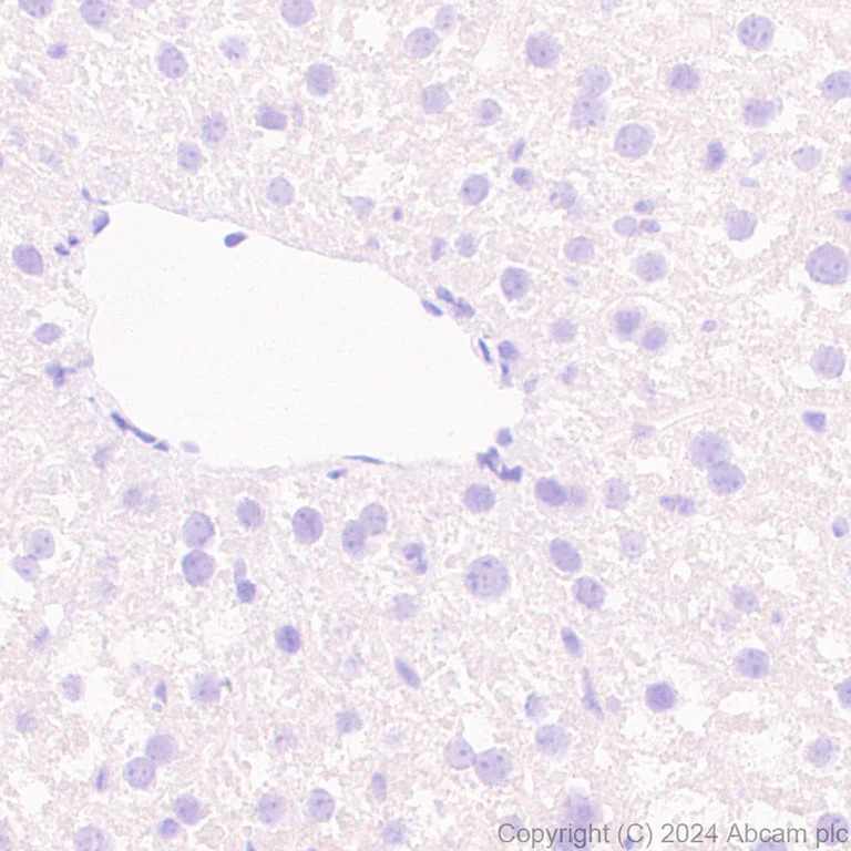 Immunohistochemistry (Formalin/PFA-fixed paraffin-embedded sections) - Anti-KCNN3/SK3 antibody [EPR28322-1] (AB317691)