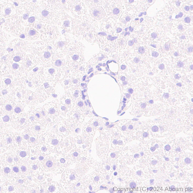 Immunohistochemistry (Formalin/PFA-fixed paraffin-embedded sections) - Anti-KCNN3/SK3 antibody [EPR28322-1] (AB317691)
