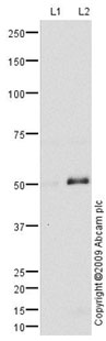 Western blot - Anti-KCNN4 antibody (AB75956)