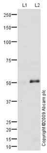 Western blot - Anti-KCNN4 antibody (AB75956)