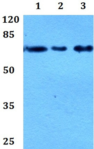 Western blot - Anti-KCNQ1 antibody (AB192425)