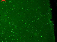 Immunohistochemistry (Formalin/PFA-fixed paraffin-embedded sections) - Anti-KCNQ1 antibody [N37A/10] (AB84819)
