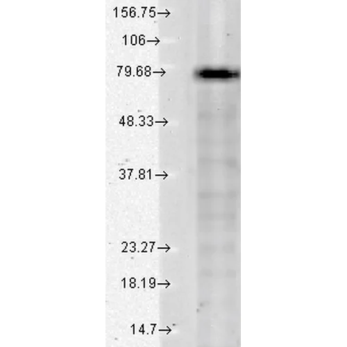 Western blot - Anti-KCNQ1 antibody [N37A/10] (AB84819)