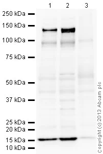 Western blot - Anti-KCNQ2 antibody (AB22897)