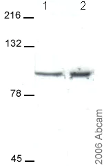 Western blot - Anti-KCNQ2 antibody (AB22897)