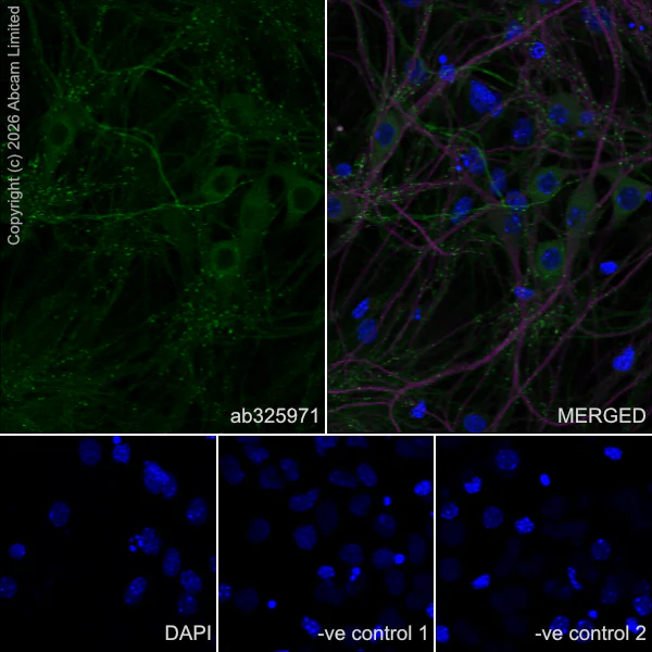 Immunocytochemistry/ Immunofluorescence - Anti-KCNQ2 antibody [EPR29531-83] (AB325971)