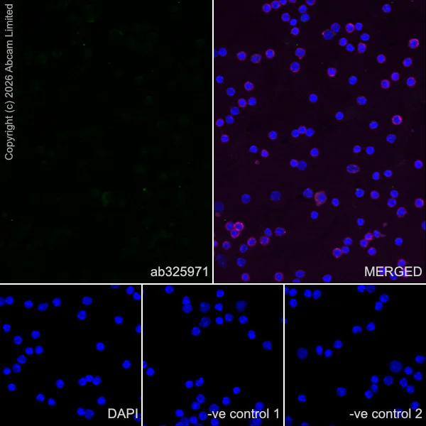 Immunocytochemistry/ Immunofluorescence - Anti-KCNQ2 antibody [EPR29531-83] (AB325971)